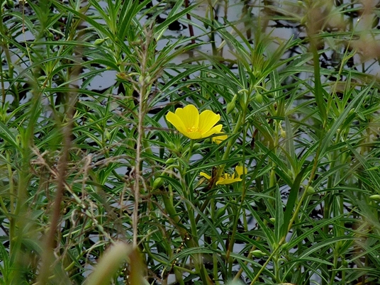 {Ludwigia grandiflora ssp. hexapetala}